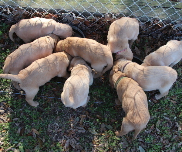 Medium Photo #6 Golden Retriever Puppy For Sale in NACOGDOCHES, TX, USA