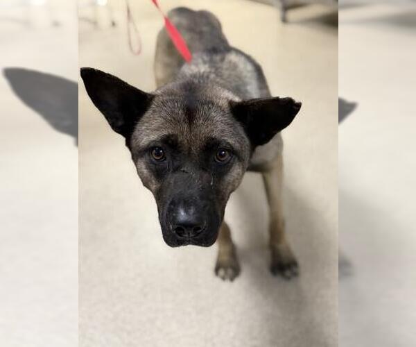 Medium Photo #1 German Shepherd Dog-Unknown Mix Puppy For Sale in Riverside, CA, USA