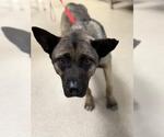 Small German Shepherd Dog Mix