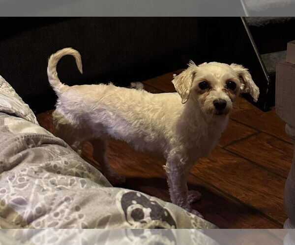 Medium Photo #2 Bichon Frise-Unknown Mix Puppy For Sale in Springdale, PA, USA