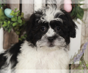 ShihPoo Puppy for sale in MOUNT VERNON, OH, USA