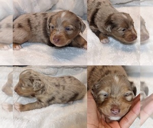 Miniature Australian Shepherd Puppy for sale in BROOKER, FL, USA