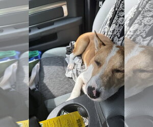 Nyah - Small Survivor, Big Heart - Female Jack Russell Terrier-Unknown Mix Dog for Adoption - Photo #7