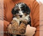 Small #3 Bernedoodle (Miniature)