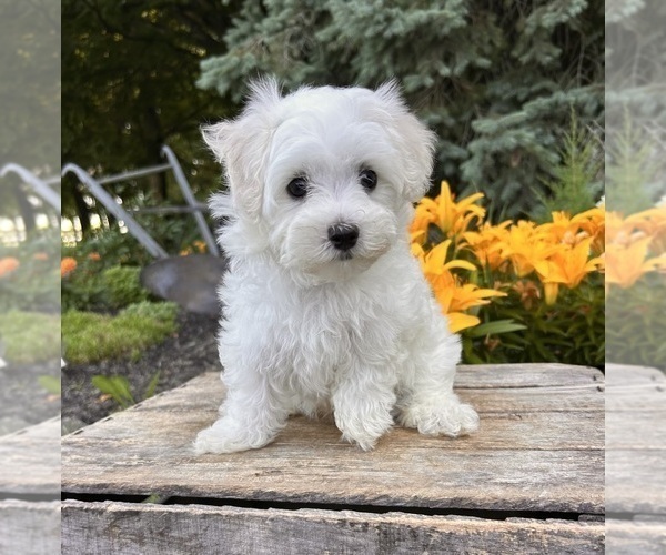 Medium Photo #5 Maltese Puppy For Sale in MIDDLEBURY, IN, USA