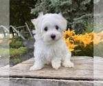 Small #4 Maltese
