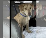 Small Photo #2 Great Dane-Labrador Retriever Mix Puppy For Sale in Mt. Laurel, NJ, USA