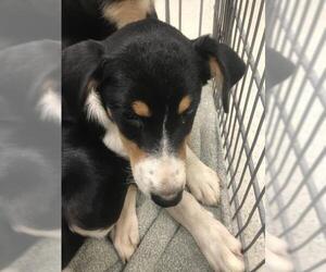 Australian Shepherd Dogs for adoption in Conroe, TX, USA