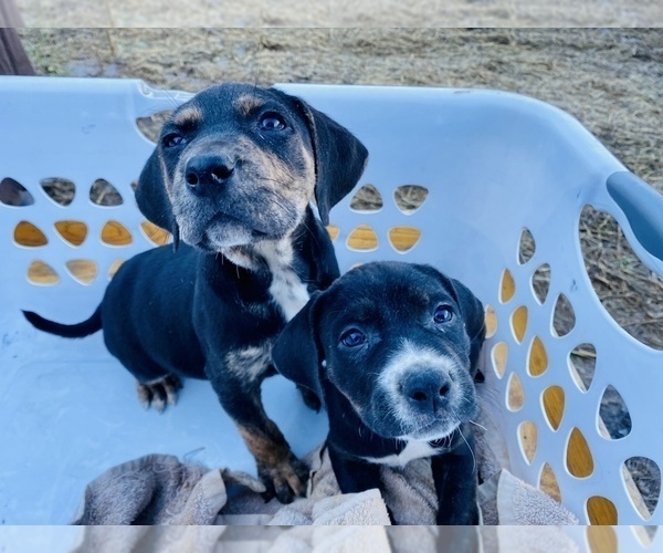 Medium Photo #3 Catahoula Leopard Dog Puppy For Sale in COOKEVILLE, TN, USA