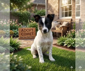 Australian Shepherd-Unknown Mix Dogs for adoption in Genesee, WI, USA