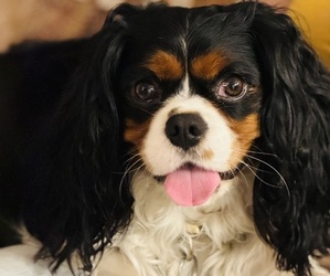 Father of the Cavalier King Charles Spaniel puppies born on 04/05/2024