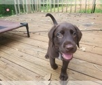 Small #8 Wirehaired lab