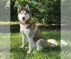 Siberian Husky-Unknown Mix Dogs for adoption in Wetumpka, AL, USA