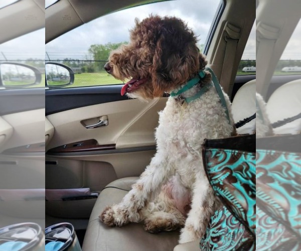 Medium Photo #3 Goldendoodle Puppy For Sale in Scottsboro, AL, USA