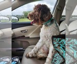 Small #2 Goldendoodle