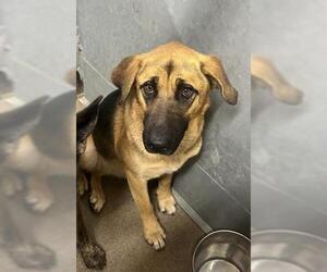 German Shepherd Dog Dogs for adoption in HESPERIA, CA, USA