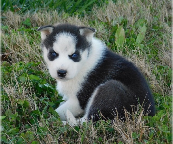 Medium Photo #2 Siberian Husky Puppy For Sale in CLARKRANGE, TN, USA