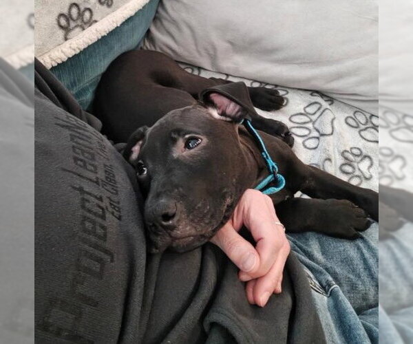 Medium Photo #2 Mutt Puppy For Sale in Rochester, NY, USA