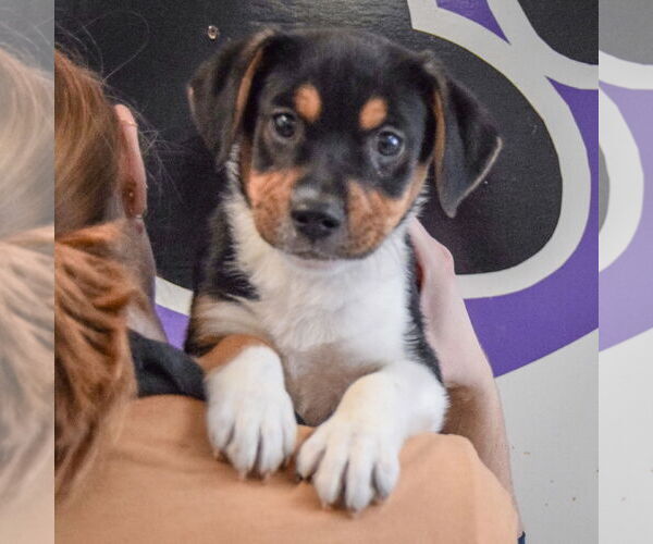 Medium Photo #6 Bagle Hound Puppy For Sale in Huntley, IL, USA