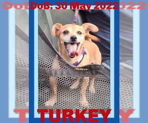 Chihuahua-Unknown Mix Dogs for adoption in Sebec, ME, USA