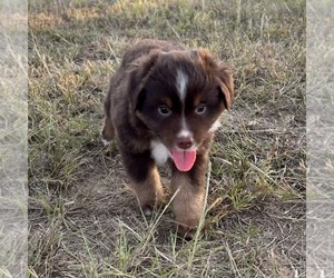 Miniature American Shepherd Puppy for sale in CANTON, TX, USA
