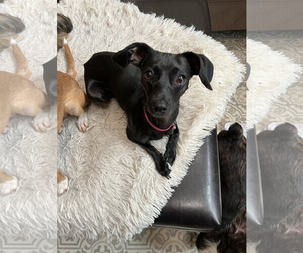Medium Photo #1 Chiweenie Puppy For Sale in Denver , CO, USA