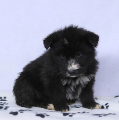 Shepadoodle Puppy for sale in GAP, PA, USA