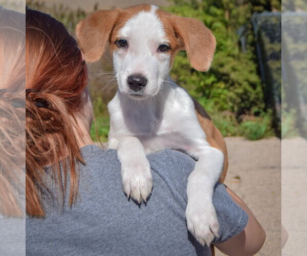 Medium Photo #4 Border Collie-Collie Mix Puppy For Sale in Huntley, IL, USA