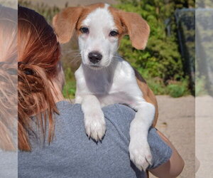 Heath - Male Border Collie-Collie Mix Dog for Adoption - Photo #4
