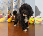 BichPoo puppies - Male Bichpoo Puppy for Sale - Photo #2