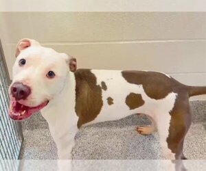 Dogo Argentino Dogs for adoption in Houston, TX, USA