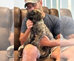 Small #1 Cane Corso