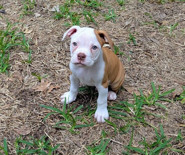 Medium Photo #7 Olde English Bulldogge Puppy For Sale in AUSTIN, TX, USA