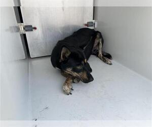German Shepherd Dog-Unknown Mix Dogs for adoption in Houston, TX, USA