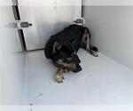 Small German Shepherd Dog Mix