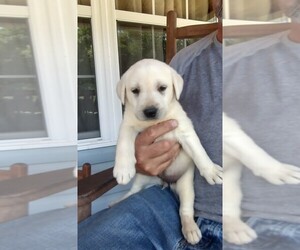 Labrador Retriever Puppy for sale in METAMORA, IN, USA