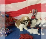 Puppy Bandit Shih Tzu