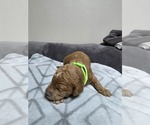 Puppy Puppy 4 Goldendoodle