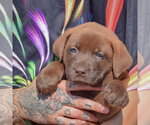 Small #3 American Bulldog-Chocolate Labrador retriever Mix
