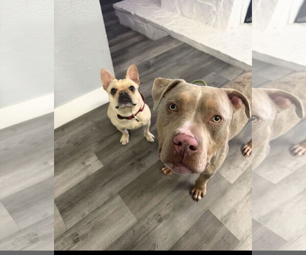 Medium Photo #2 Mutt Puppy For Sale in Las Vegas, NV, USA