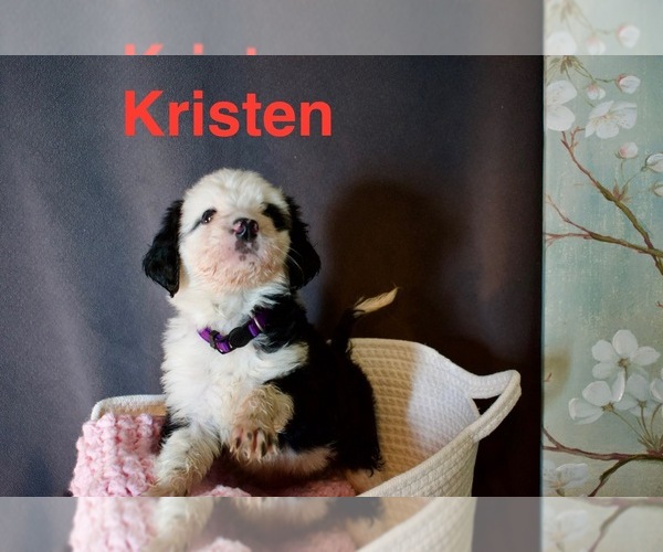 Medium Photo #6 Bordoodle Puppy For Sale in PORTLAND, TN, USA
