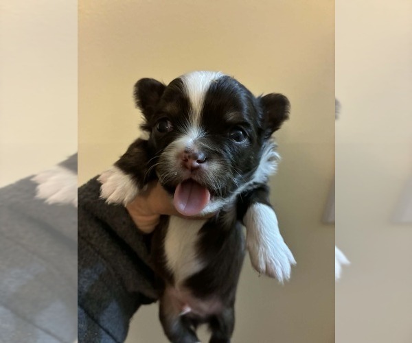 Medium Photo #5 Chihuahua Puppy For Sale in NEWVILLE, PA, USA
