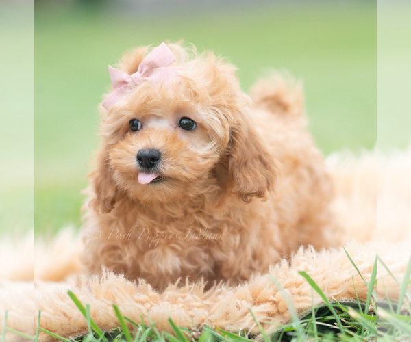Medium Photo #6 Maltipoo (Miniature) Puppy For Sale in WARSAW, IN, USA