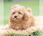 Small Photo #105 Maltipoo (Miniature) Puppy For Sale in WARSAW, IN, USA