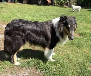 Father of the Gollie puppies born on 04/04/2026