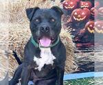 Small #3 American Pit Bull Terrier