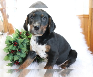 Bluetick Coonhound-Unknown Mix Puppy for sale in SHILOH, OH, USA