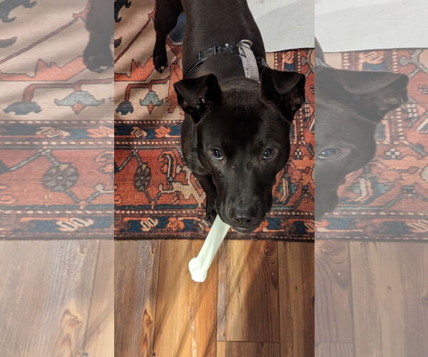 Medium Photo #31 Mutt Puppy For Sale in Holly Springs, NC, USA