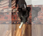 Small #30 Mutt