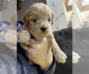 Cockapoo Puppy for sale in LOWELL, MA, USA